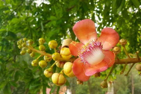 Flore thaïe