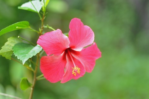 Hibiscus thailande