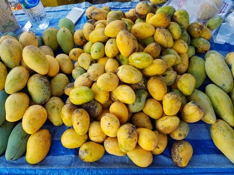 mangue thailande